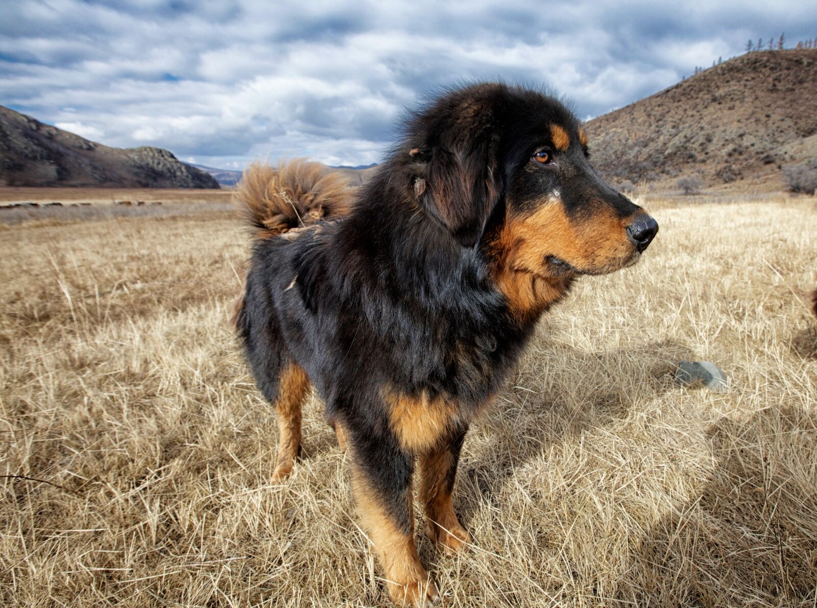 Canon EOS 5D Mark II sample photo. Dog, mongolia dog, meadow photography