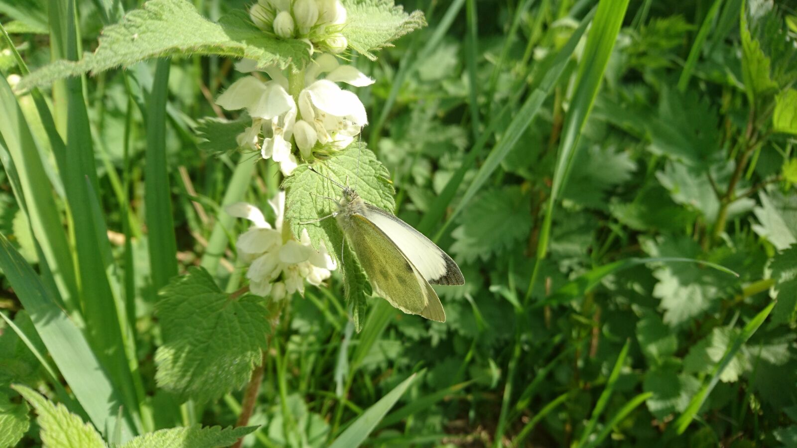 Sony Xperia Z5 sample photo. Butterfly, animal, nature photography