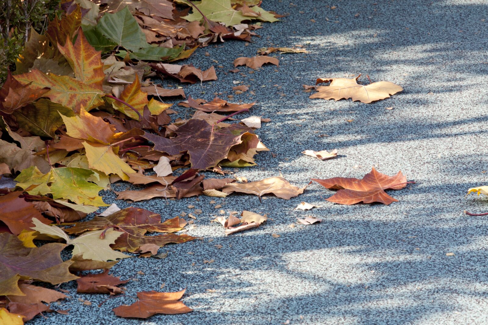 Canon EOS 5D sample photo. Autumn, landscape, the leaves photography