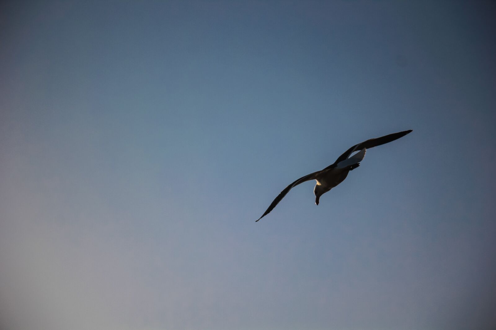 Canon EOS 60D sample photo. Bird, flight, sunset photography