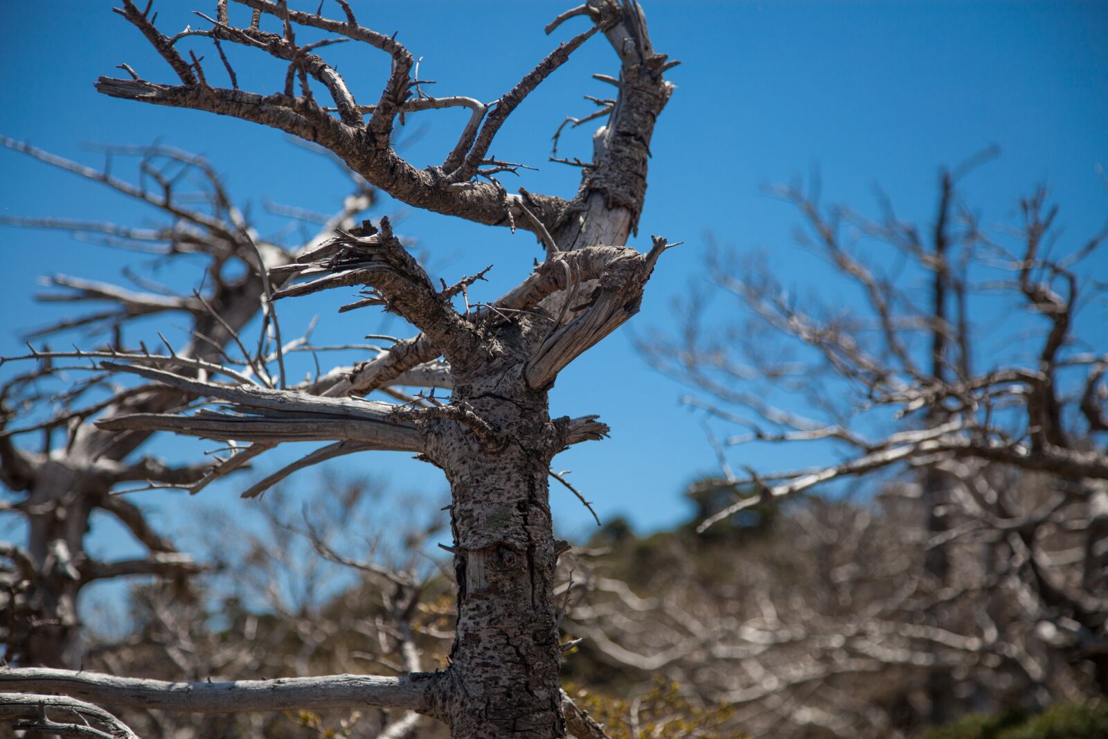 Canon EOS 5D Mark II sample photo. Halla, jeju island, high photography