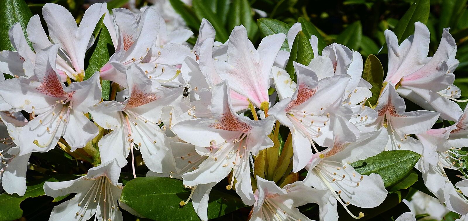Nikon Coolpix P900 sample photo. Flowers, flowering, spring photography