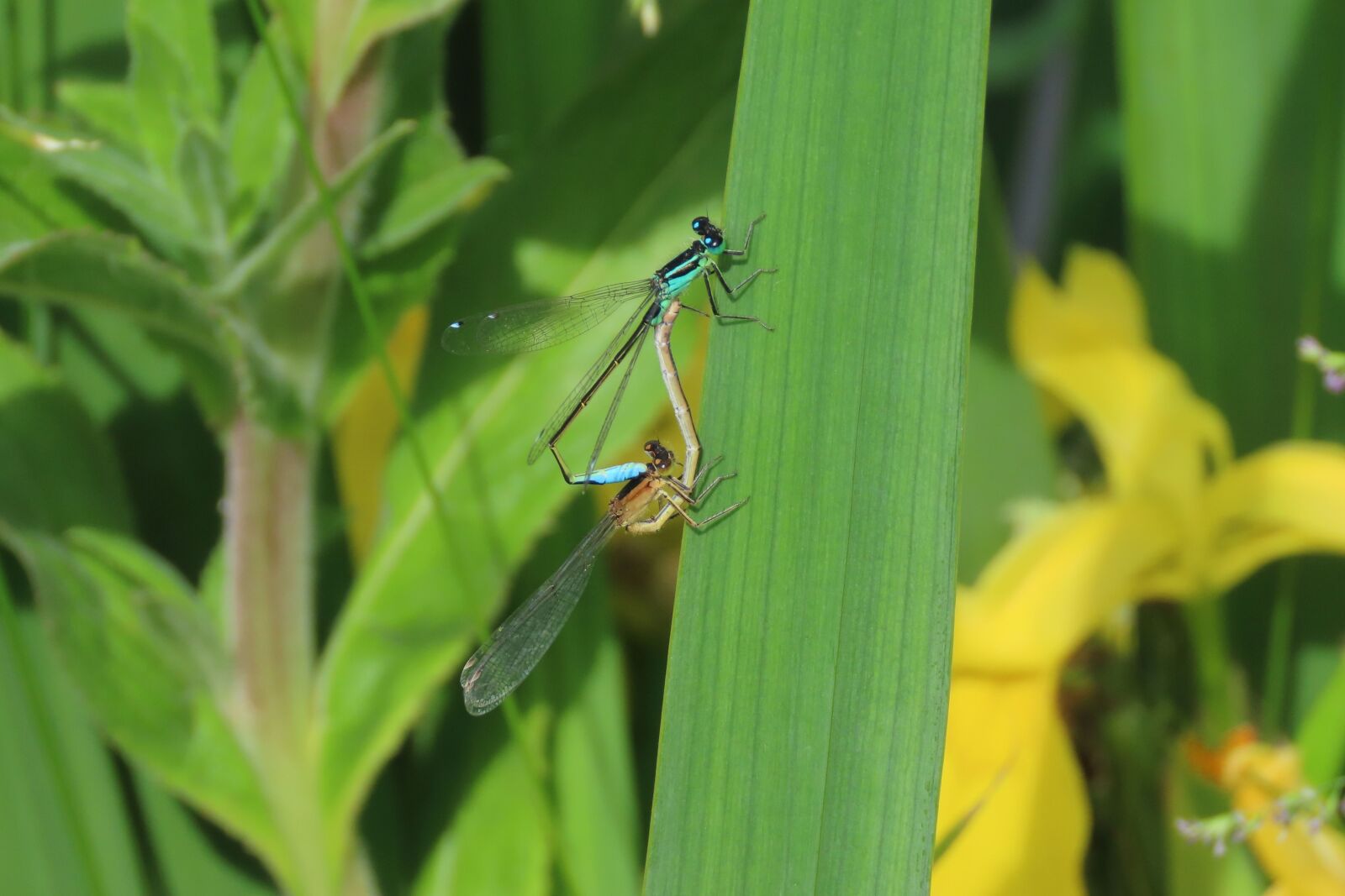 Canon PowerShot SX70 HS sample photo. Dragonfly, nature, insect photography
