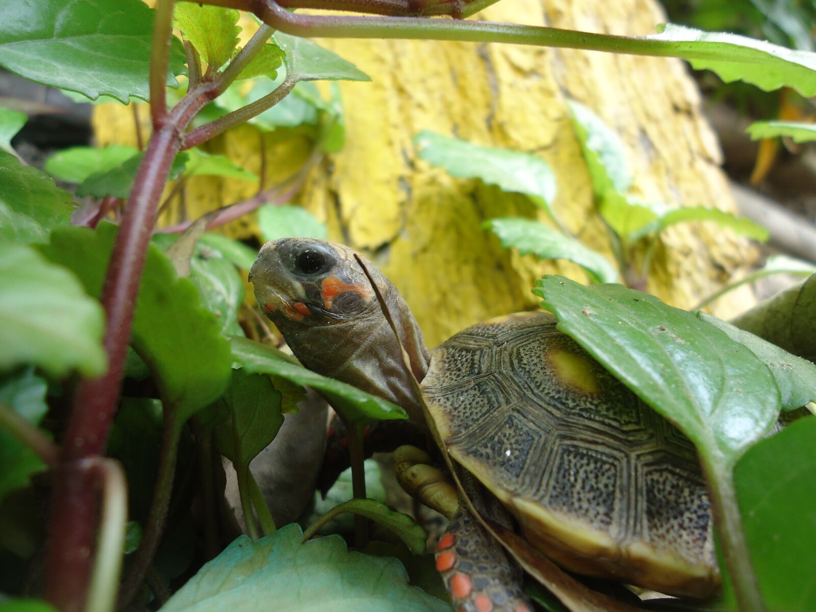 Sony Cyber-shot DSC-W530 sample photo. He, animal land, morrocoy photography