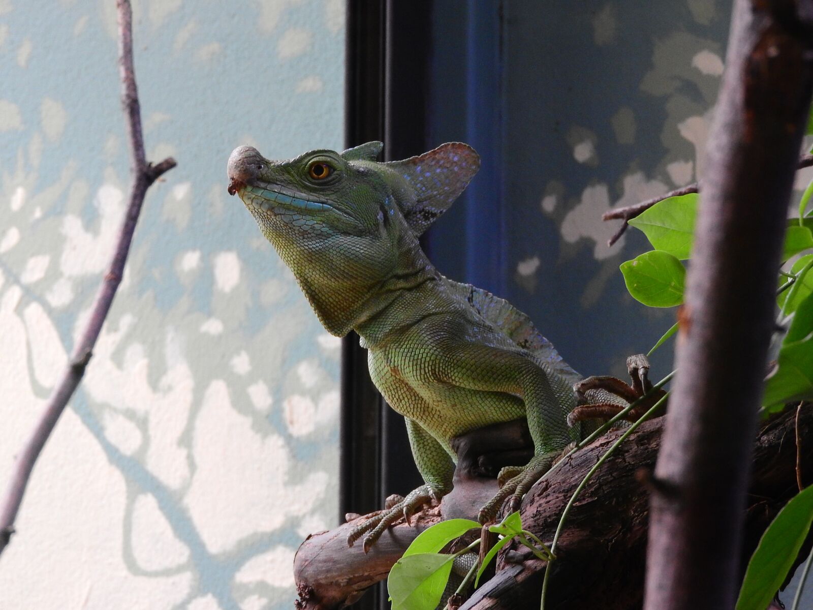 Nikon Coolpix P610 sample photo. Basilisk green, basiliscus plumifrons photography