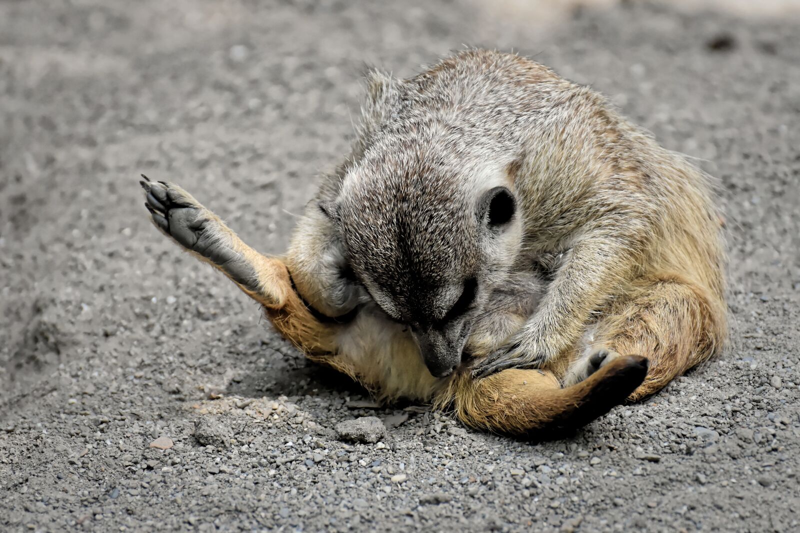 Nikon D7200 sample photo. Meerkat, animal, nature photography