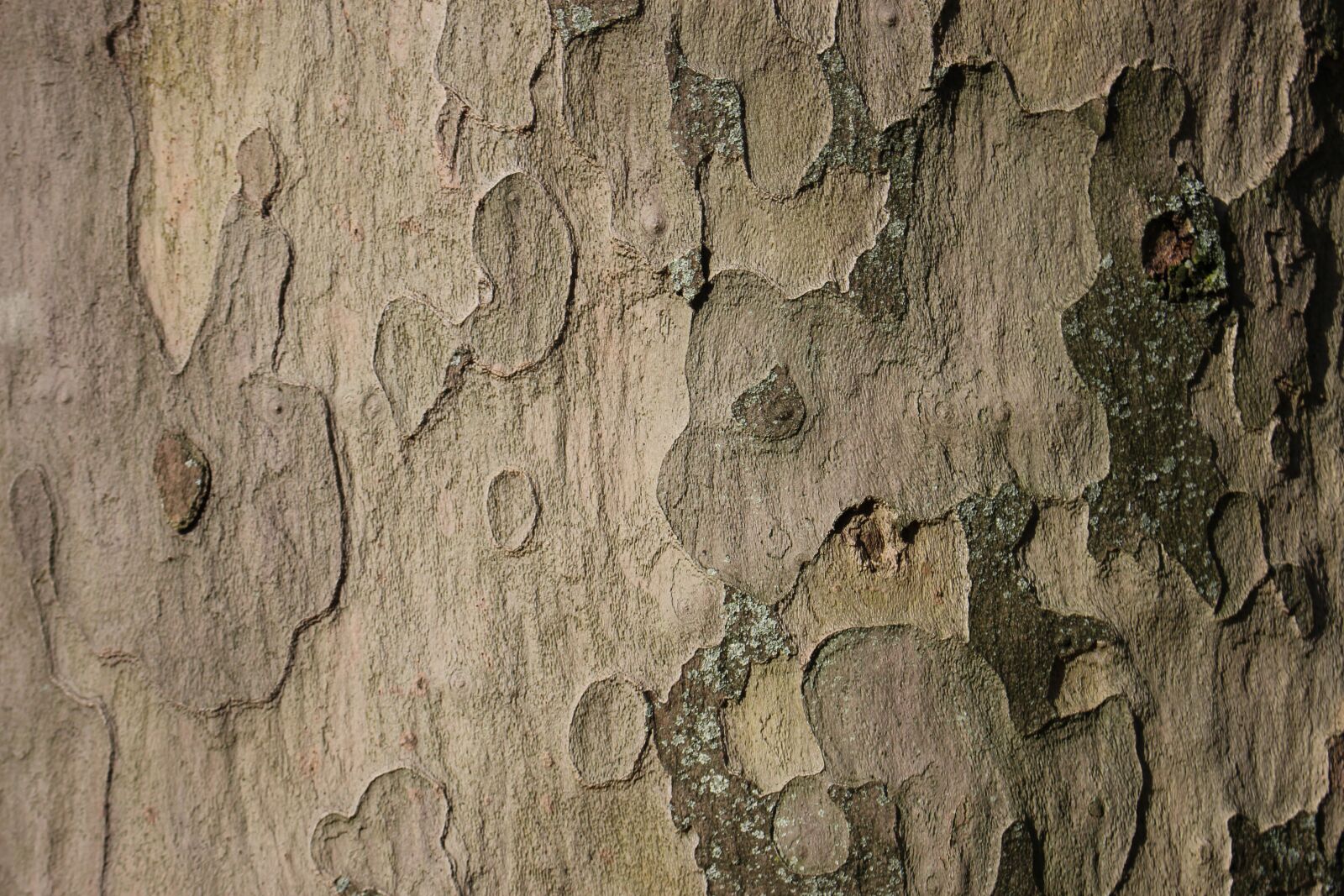 Canon EOS 700D (EOS Rebel T5i / EOS Kiss X7i) sample photo. Tree, tree bark, bark photography