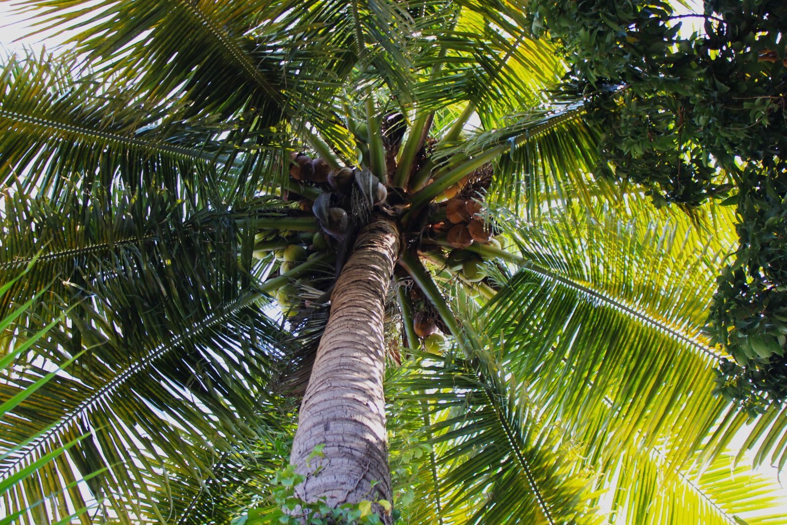 Canon EOS 700D (EOS Rebel T5i / EOS Kiss X7i) sample photo. Coconut, palm, tropical photography