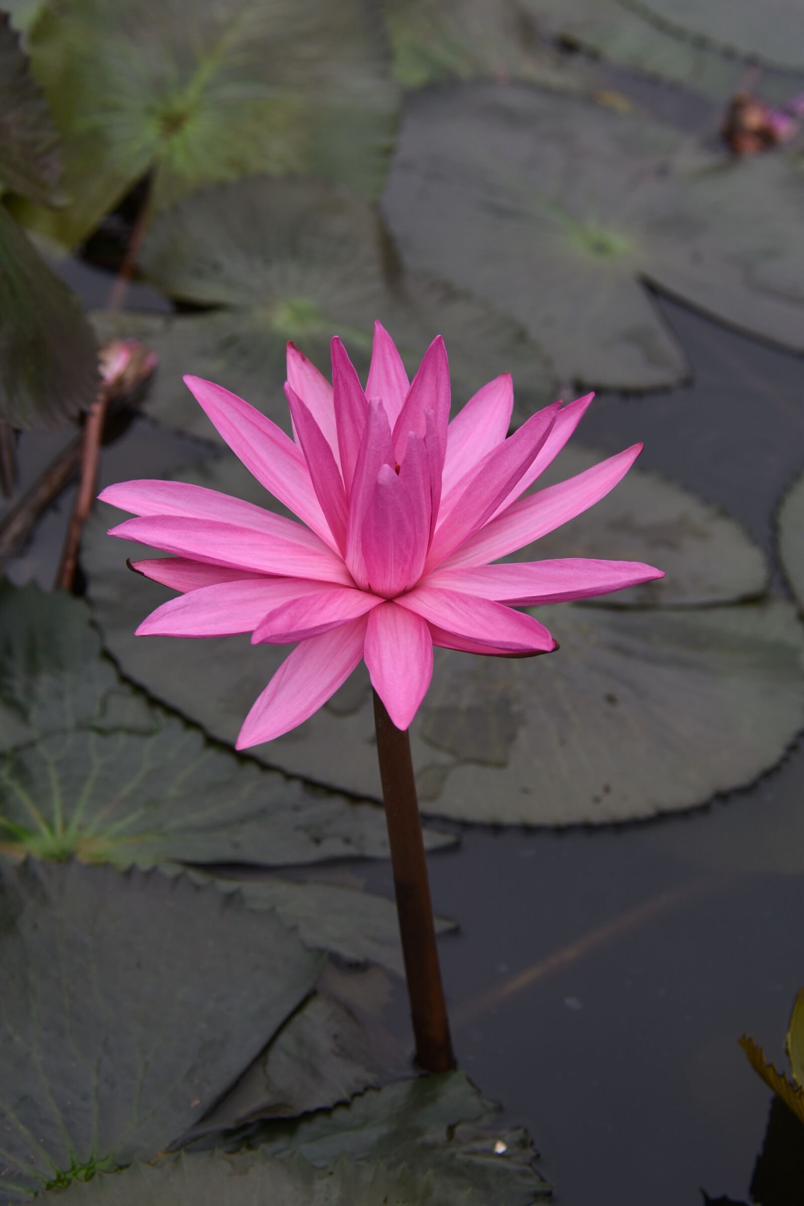 Nikon D7200 sample photo. Lily, blooming, ao photography