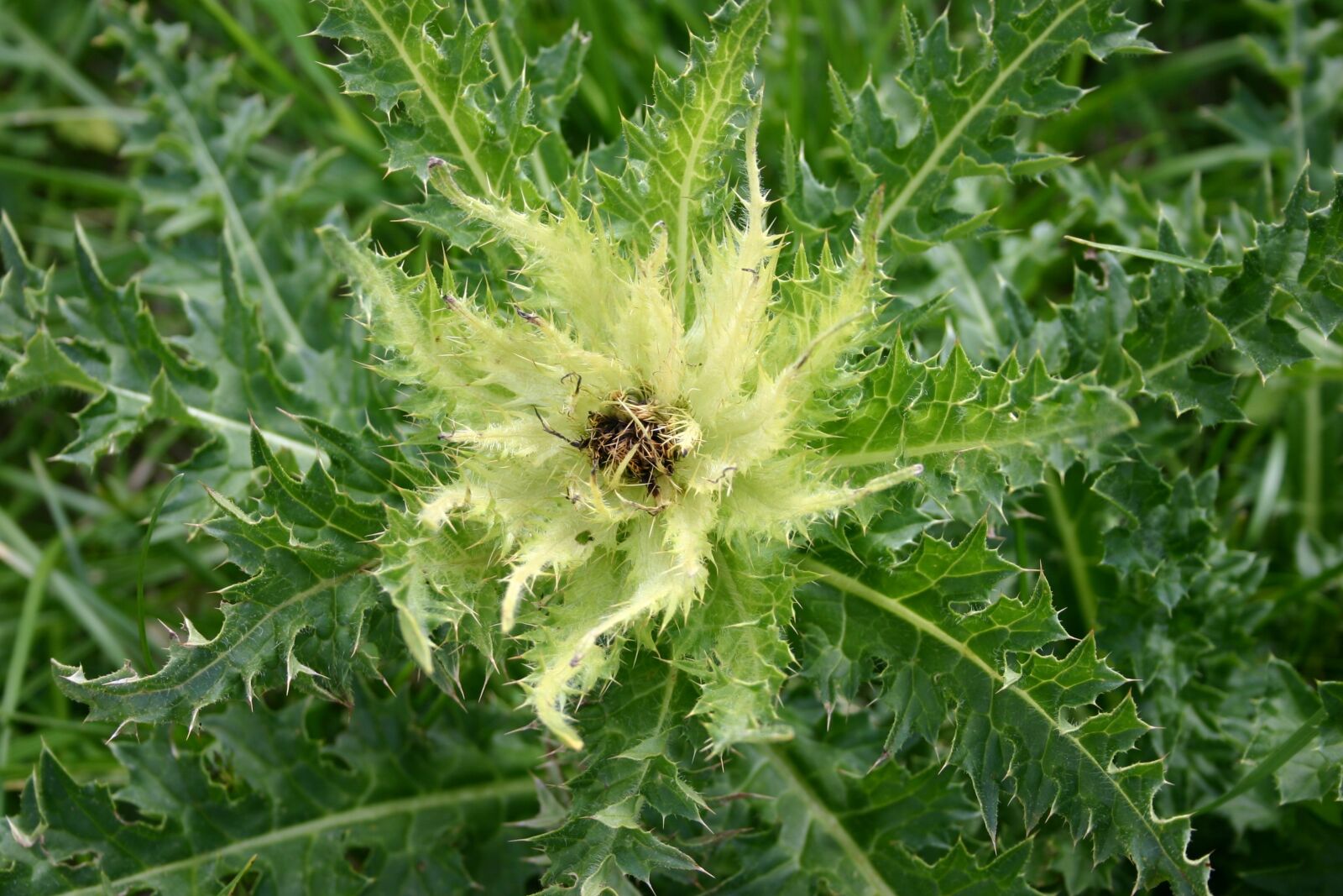 Canon EOS 300D (EOS Digital Rebel / EOS Kiss Digital) sample photo. Alpine flower, thistle, plant photography