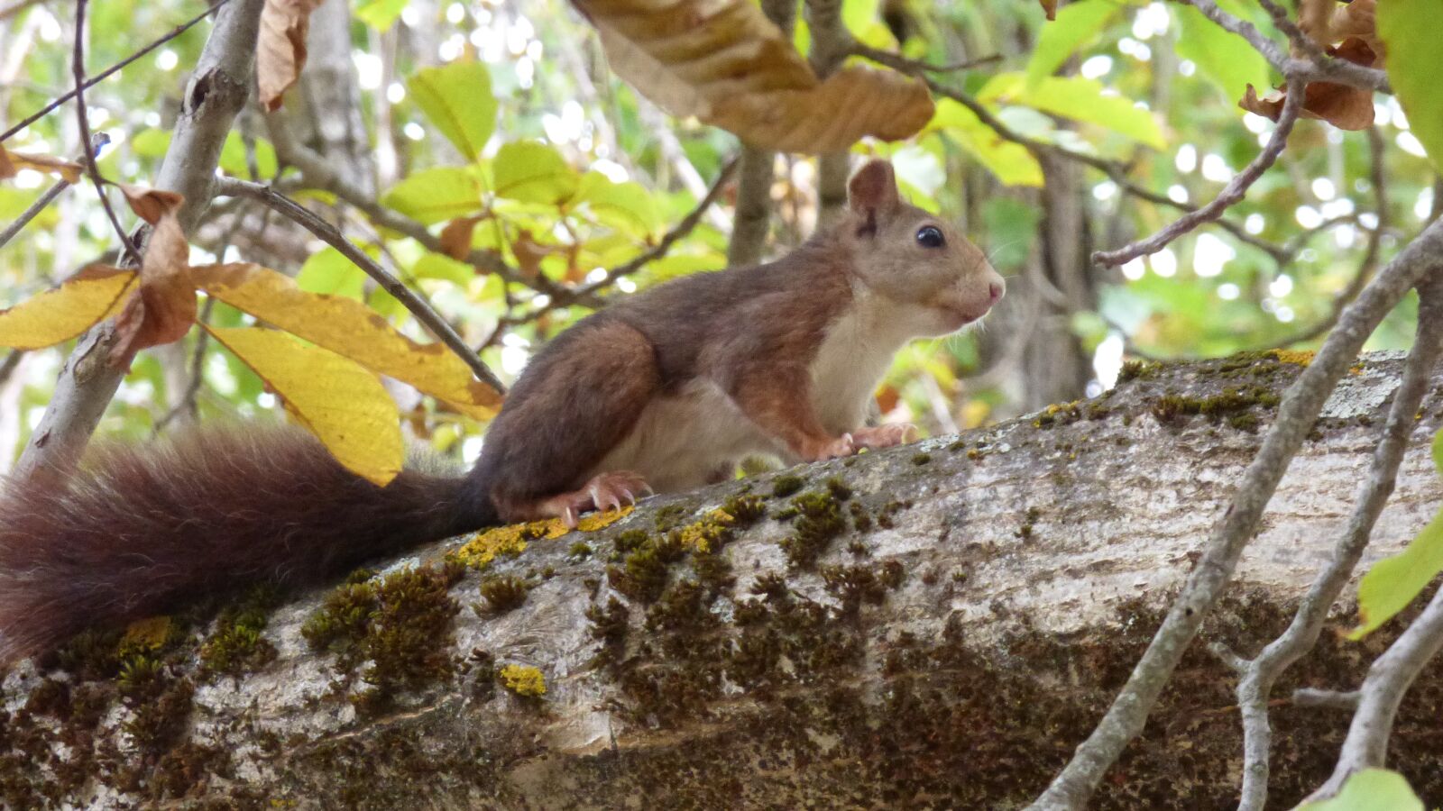 Panasonic DMC-FZ72 sample photo. Squirrel, walnut tree, branch photography