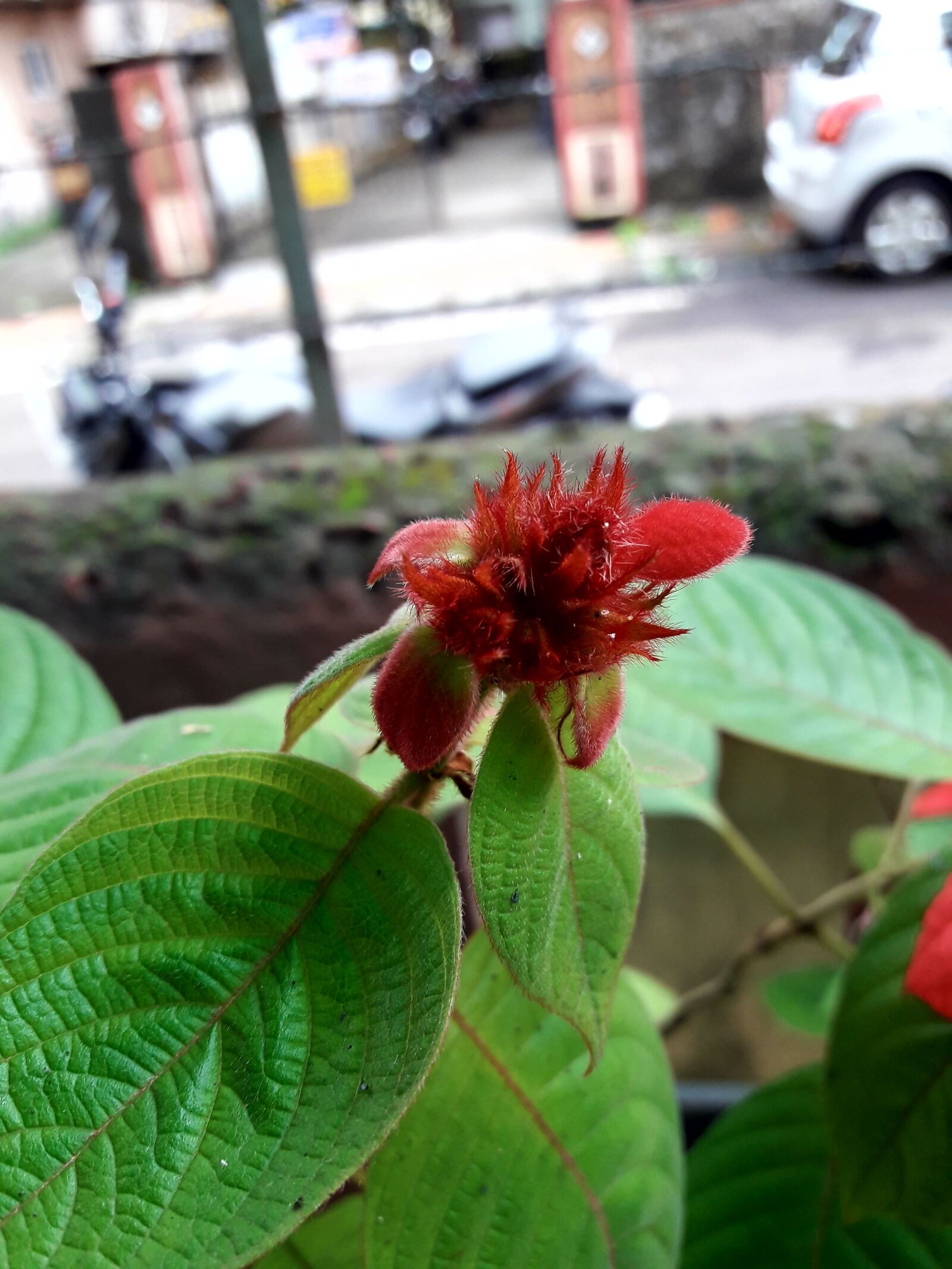 Samsung Galaxy J7 Neo sample photo. Beautiful, flowers photography