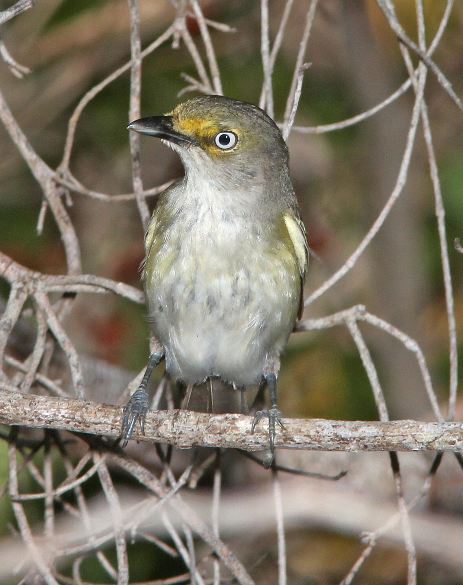 Canon EF 300mm F4L IS USM sample photo