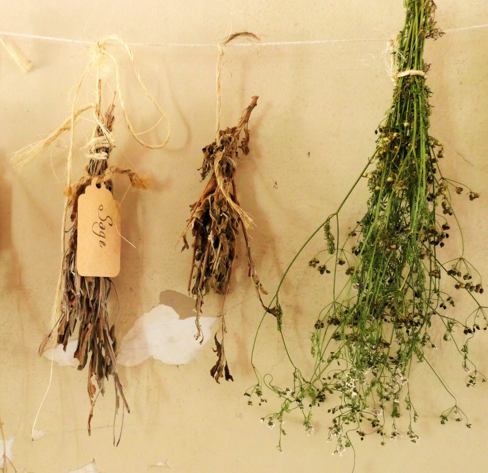 Panasonic DC-TZ200 sample photo. Herbs, herb, garden photography