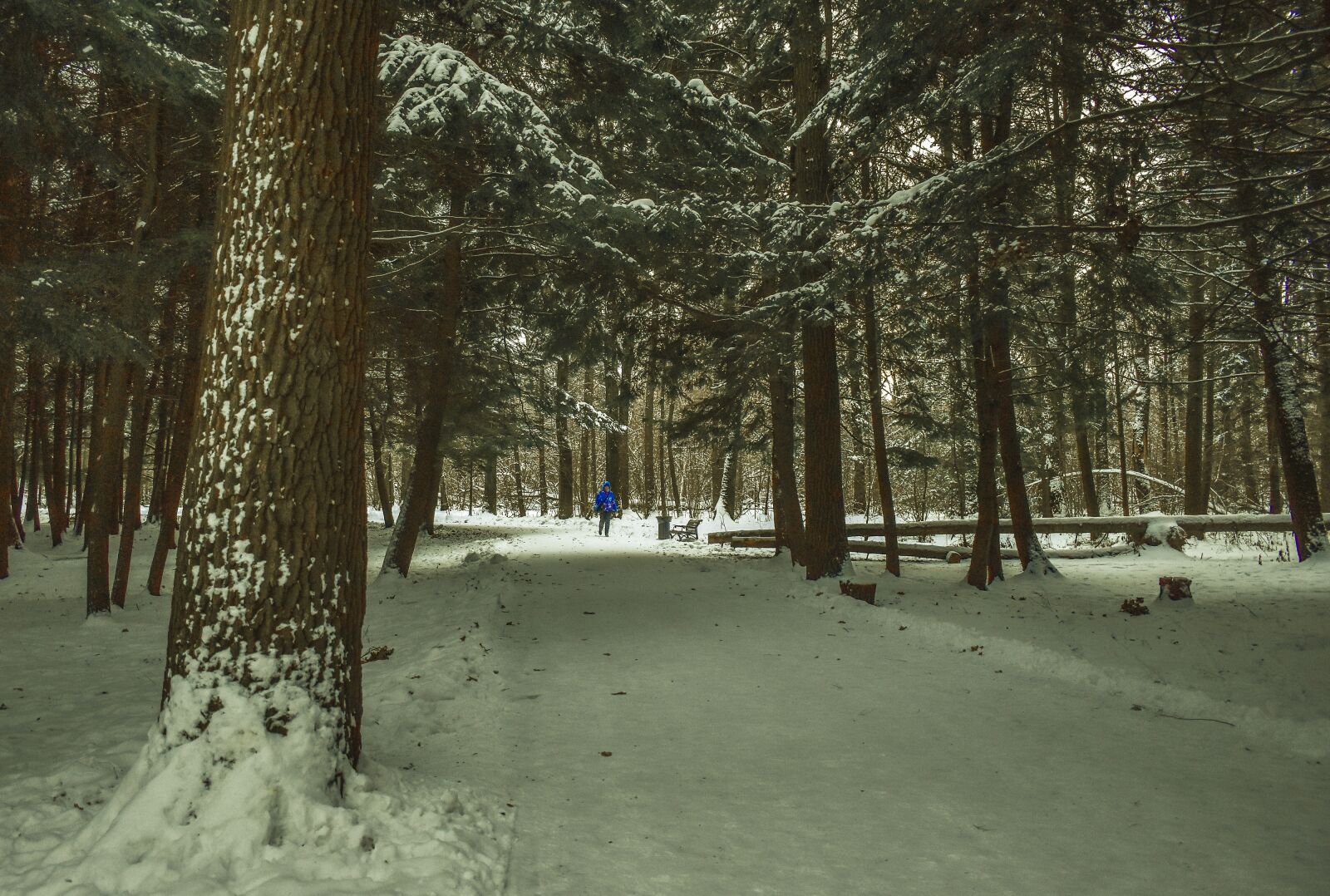 Nikon D5500 sample photo. Landscape, nature, trees photography