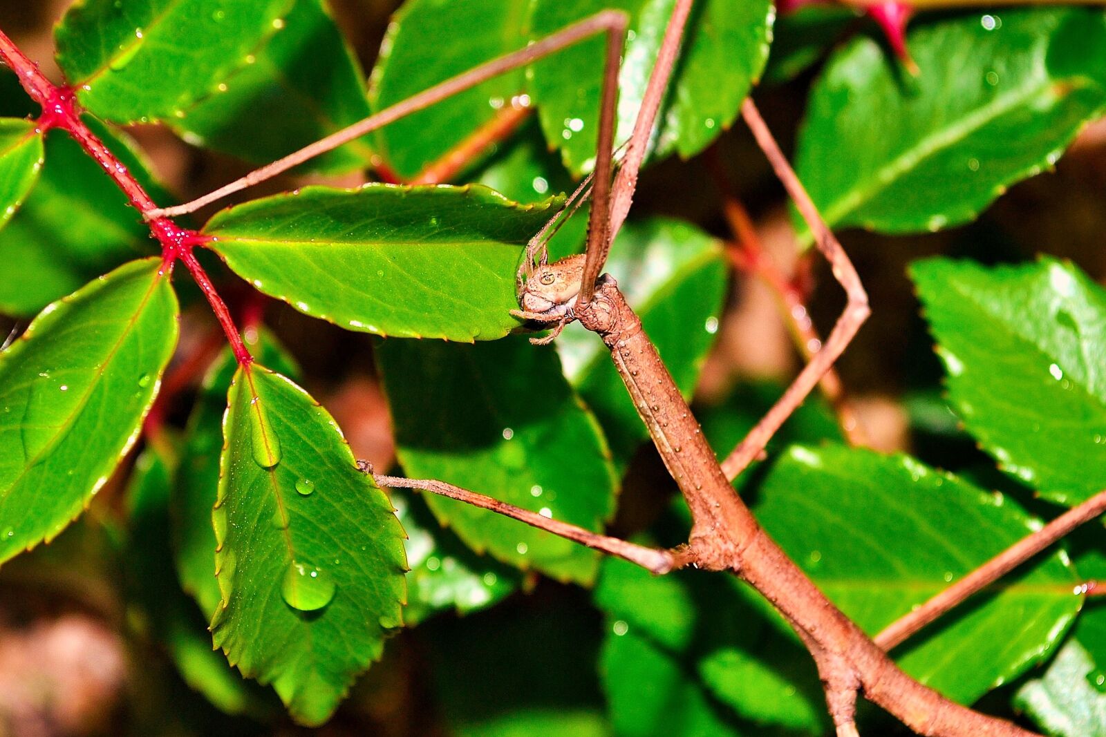 Nikon D3100 sample photo. Insect, palo, branch photography