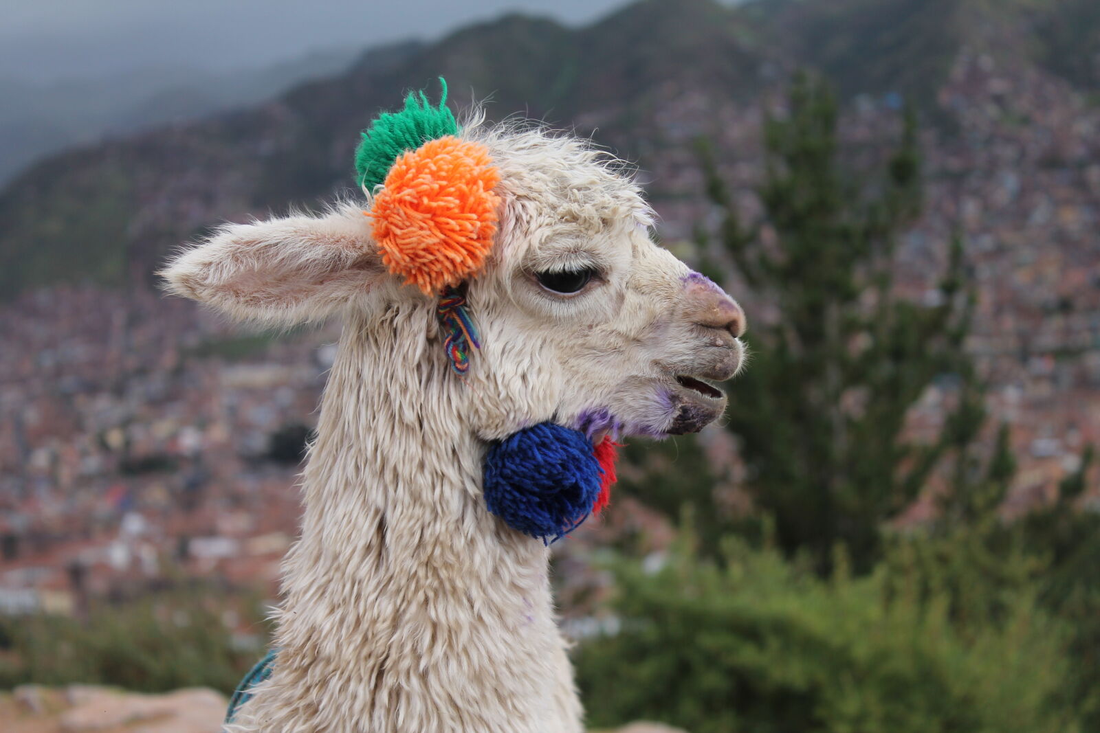 Canon EOS 1100D (EOS Rebel T3 / EOS Kiss X50) sample photo. Alpaca, animal, cuszo, mountains photography
