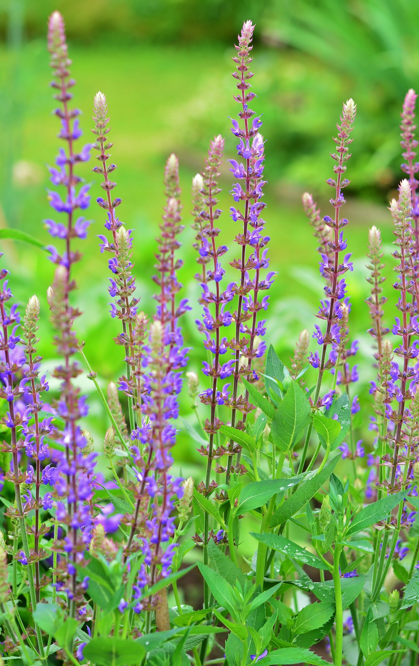 Nikon D5200 sample photo. Perennial garden, flowers, garden photography