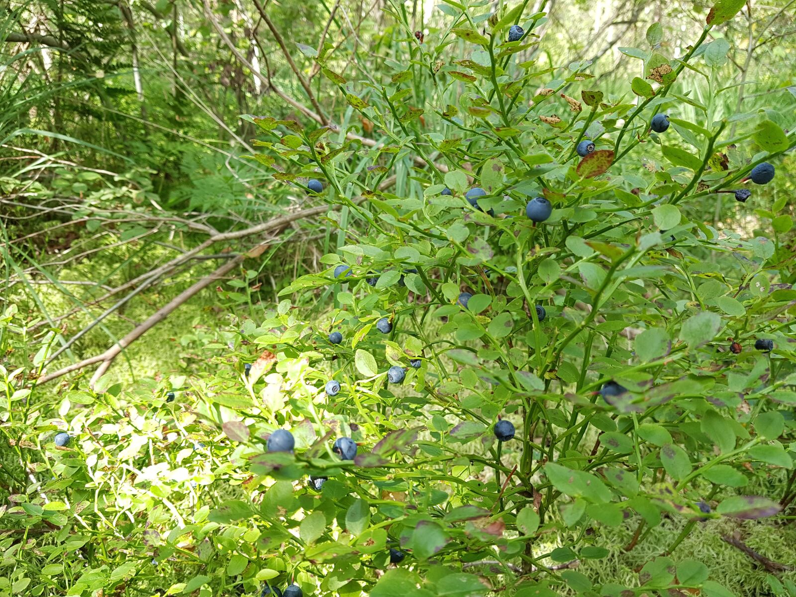 Samsung SM-G930F sample photo. Forest, autumn, blueberry photography