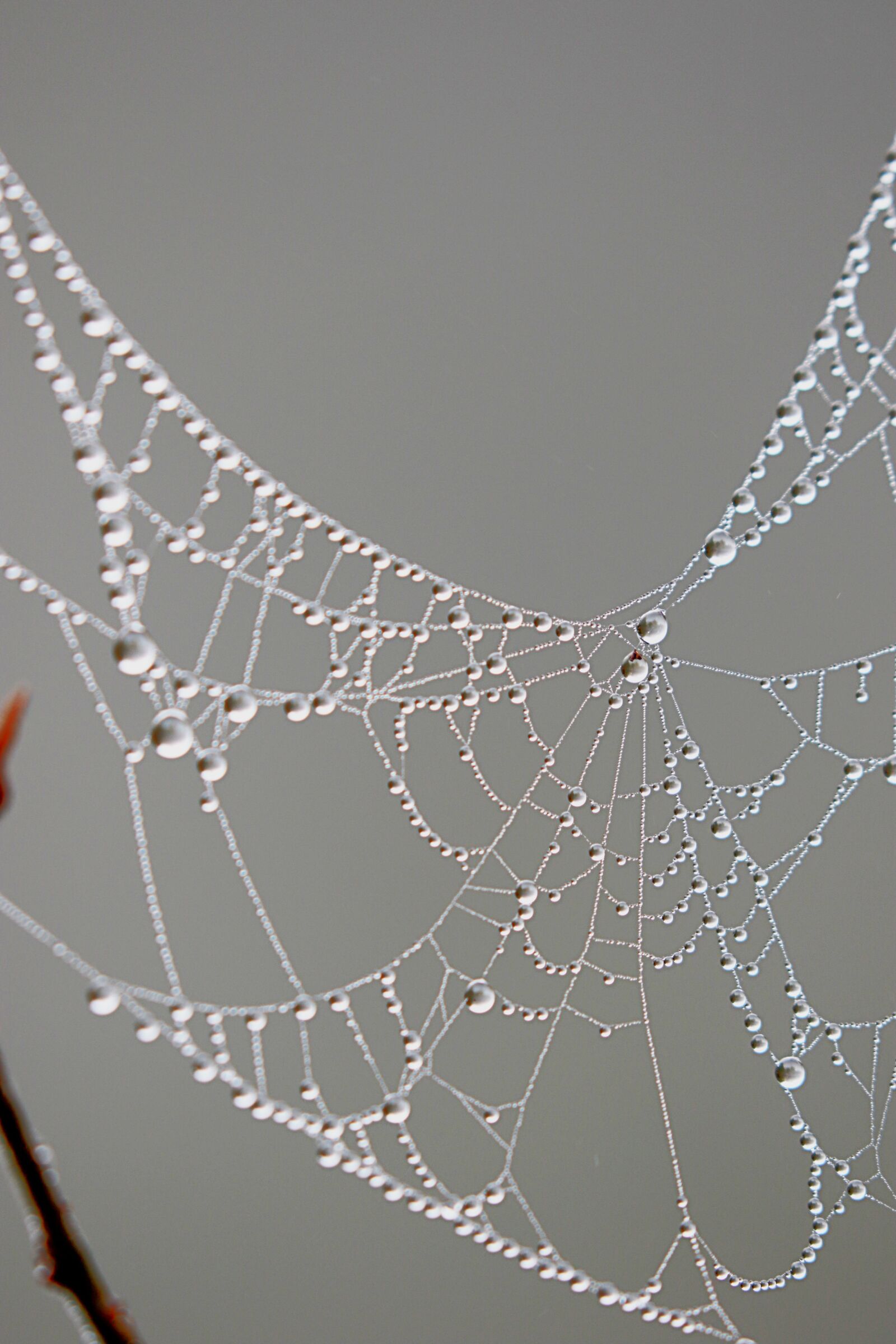 Canon EOS 7D Mark II sample photo. Pearls, drops, dew photography