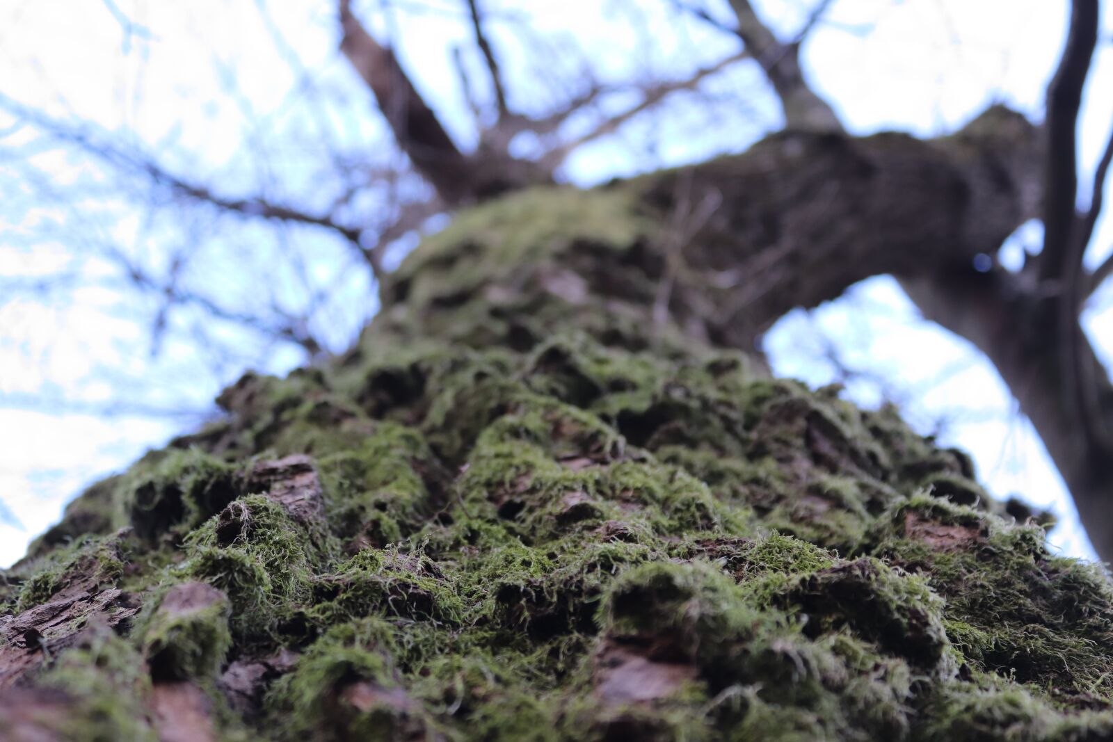 Canon EOS 200D (EOS Rebel SL2 / EOS Kiss X9) sample photo. Tree, nature, autumn photography