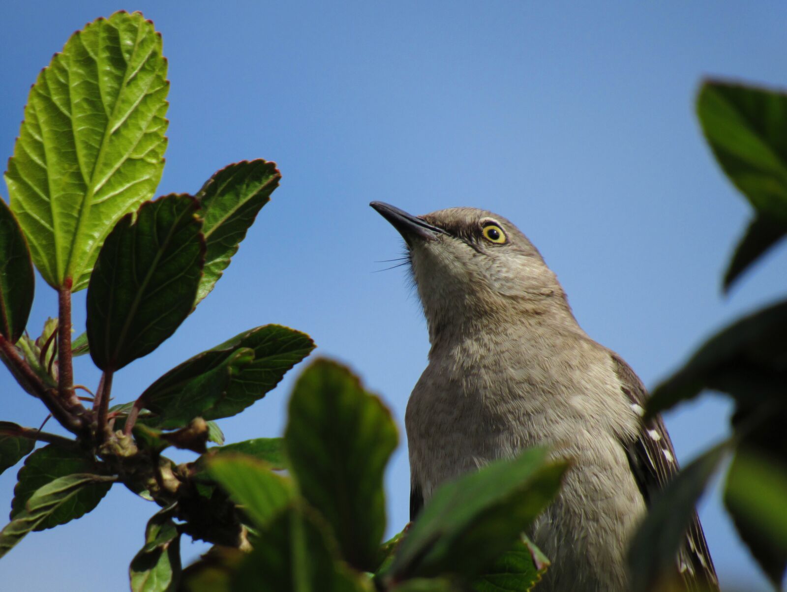 Canon PowerShot SX530 HS sample photo. Bird, perching, blue sky photography