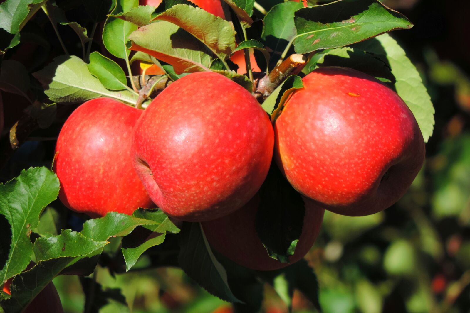 Nikon Coolpix P520 sample photo. Apple, south tyrol, fruit photography