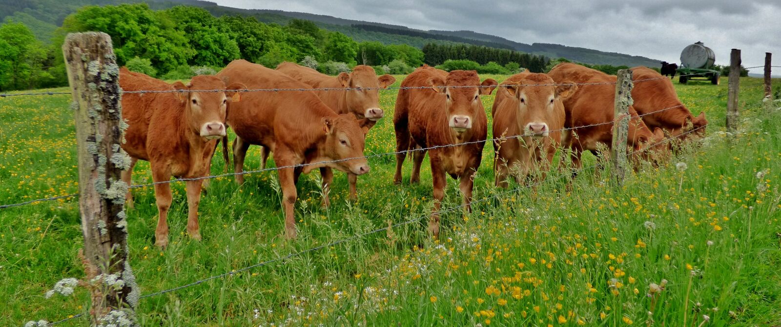 Panasonic DMC-FZ72 sample photo. Cows, mammals, meadow photography