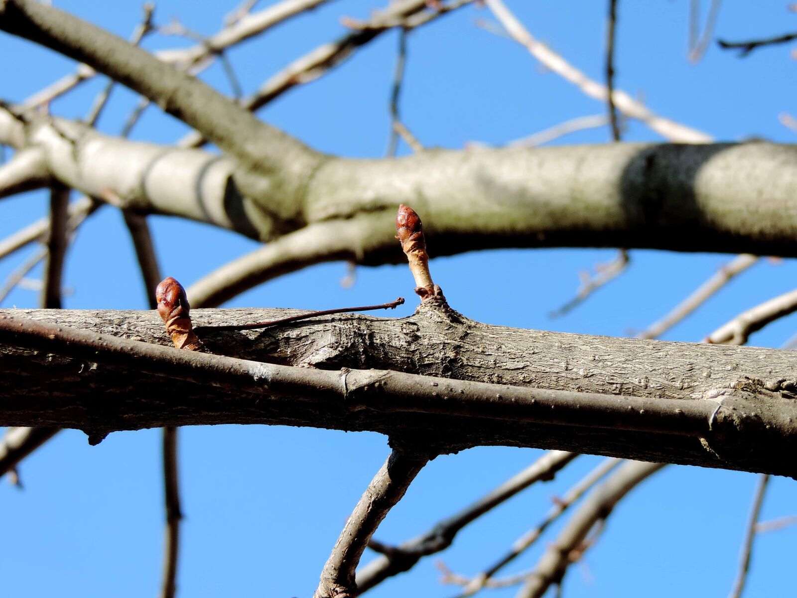 Nikon Coolpix P520 sample photo. Branch, tree, wood, nature photography