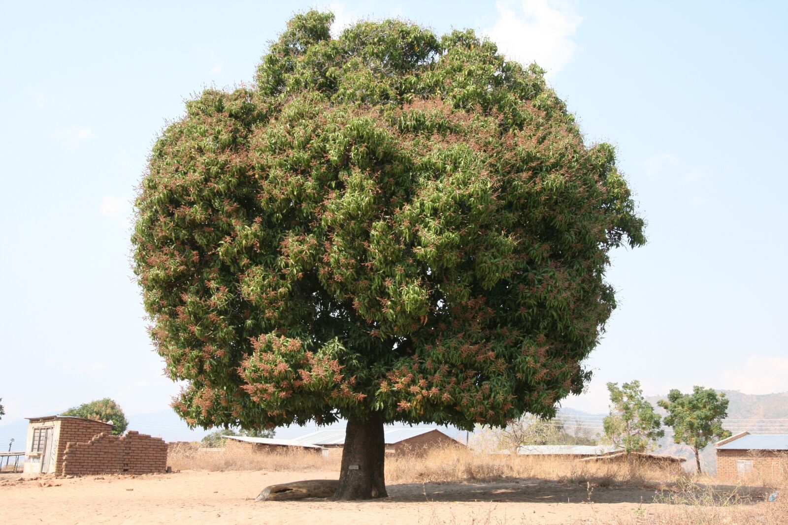 Canon EOS 400D (EOS Digital Rebel XTi / EOS Kiss Digital X) sample photo. Malawi, mango tree, usisya photography