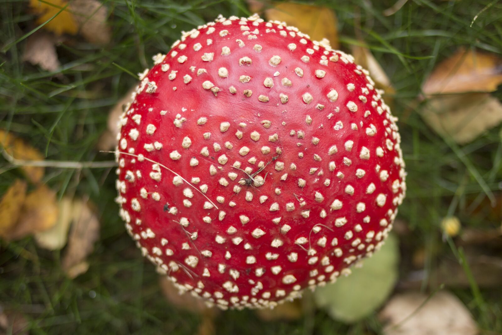 Canon EF 35mm F2 sample photo. Mushroom, autumn, red photography