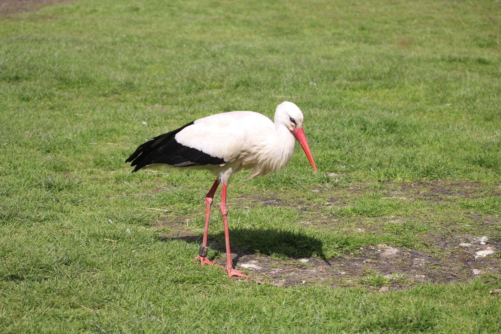 Canon EF 55-200mm F4.5-5.6 II USM sample photo. Nature, stork, animal world photography