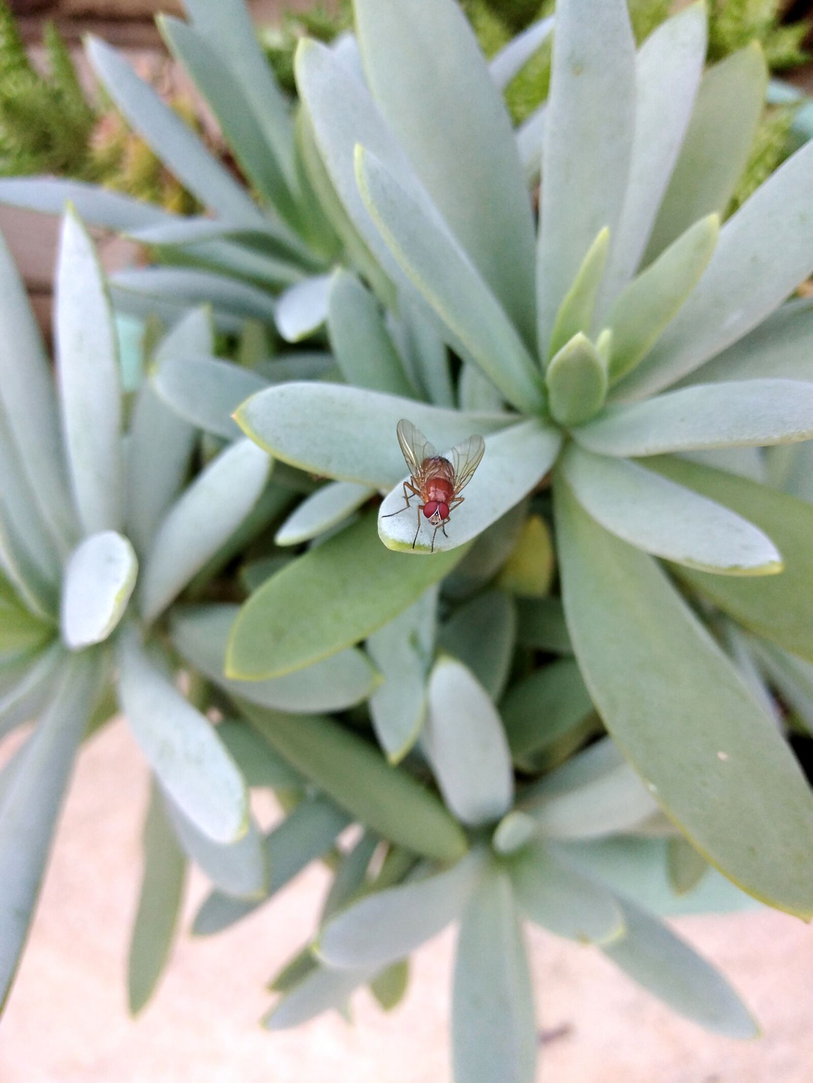 HUAWEI DUB-LX1 sample photo. Fly, insect, bug photography