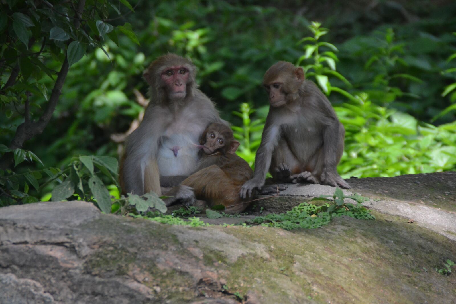 Nikon D3100 sample photo. Monkey baby, monkey nut photography