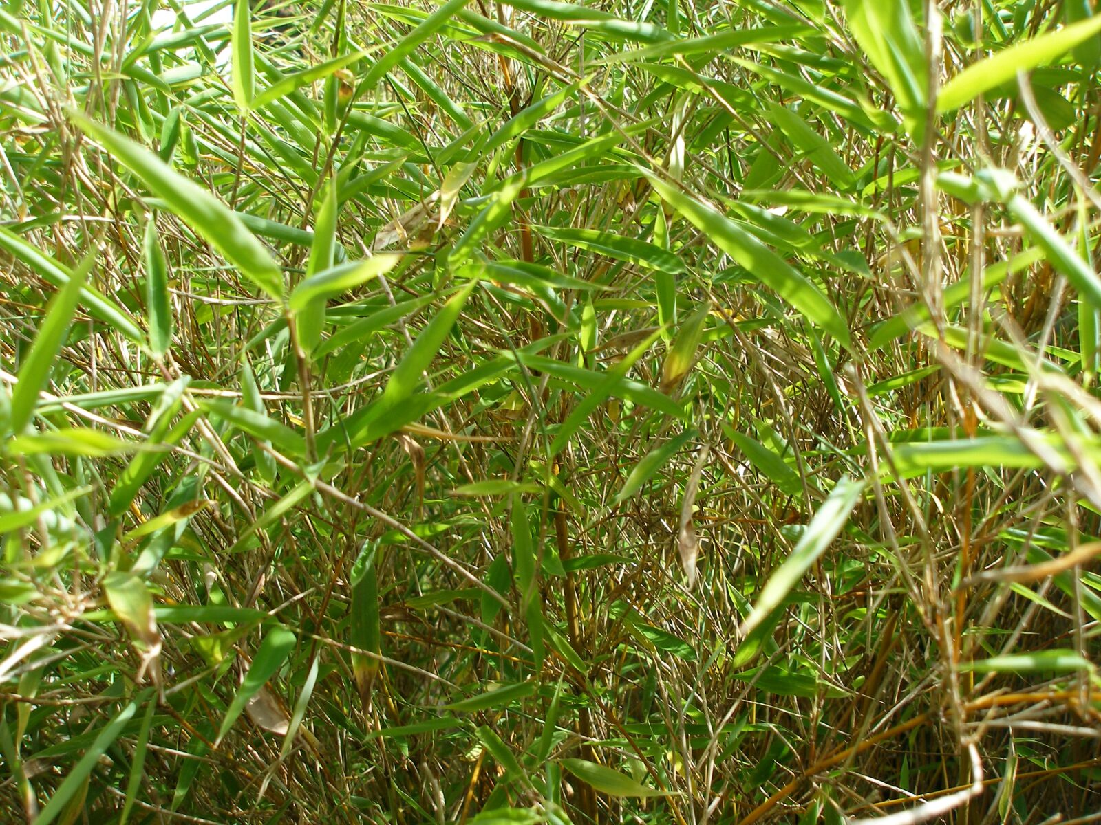 Olympus SP350 sample photo. Bamboo, nature, garden photography