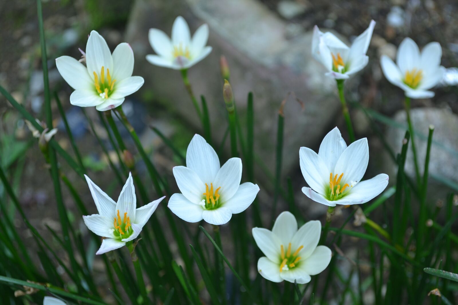 Nikon D3100 sample photo. White flower, thanksgiving background photography