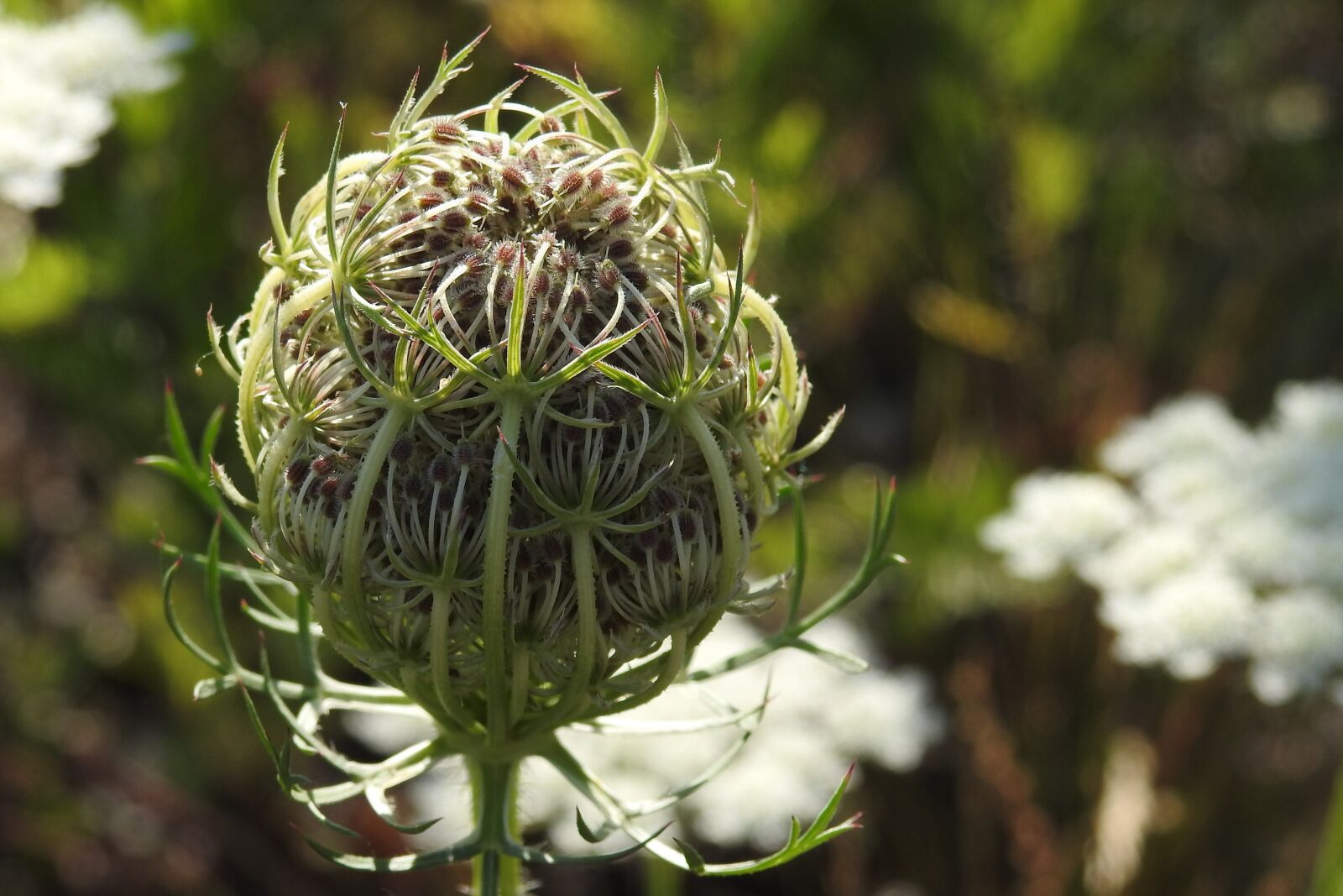 Nikon Coolpix P900 sample photo. Wild carrot, plant, grassland photography