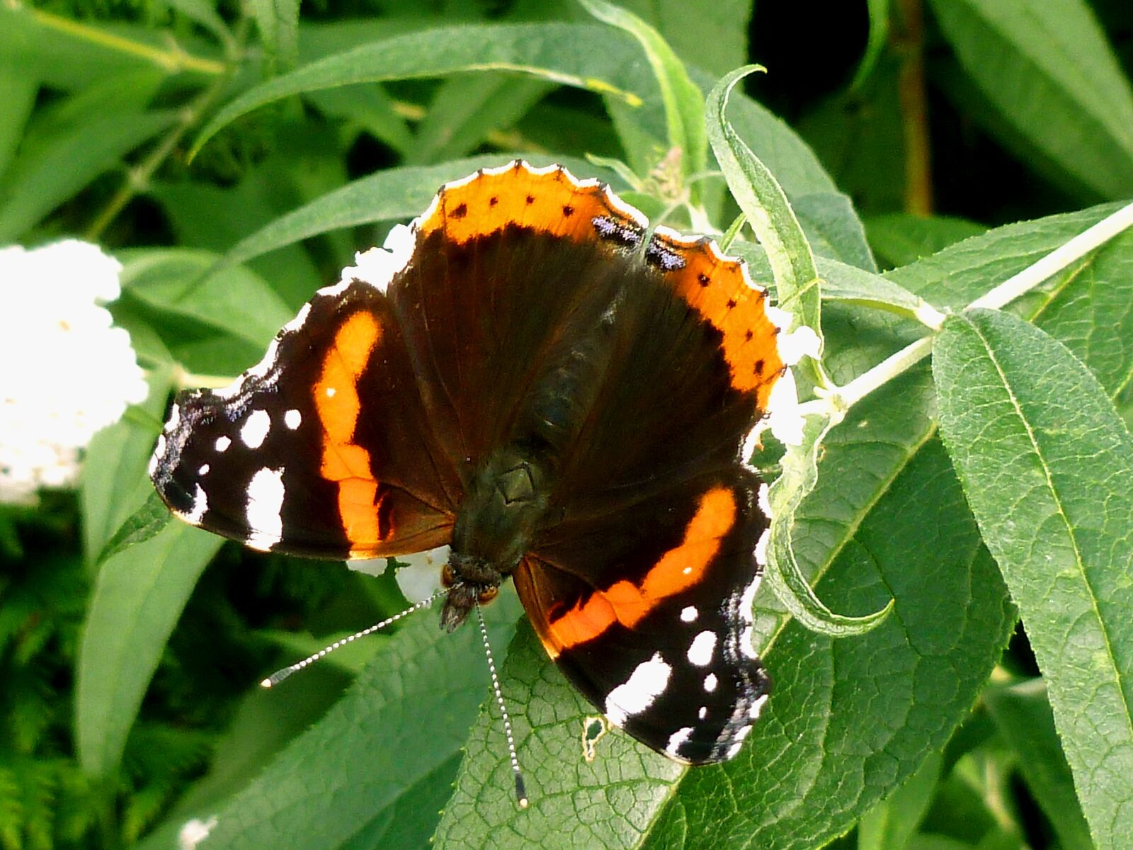 Panasonic DMC-FS37 sample photo. Butterfly, admiral, edelfalter photography