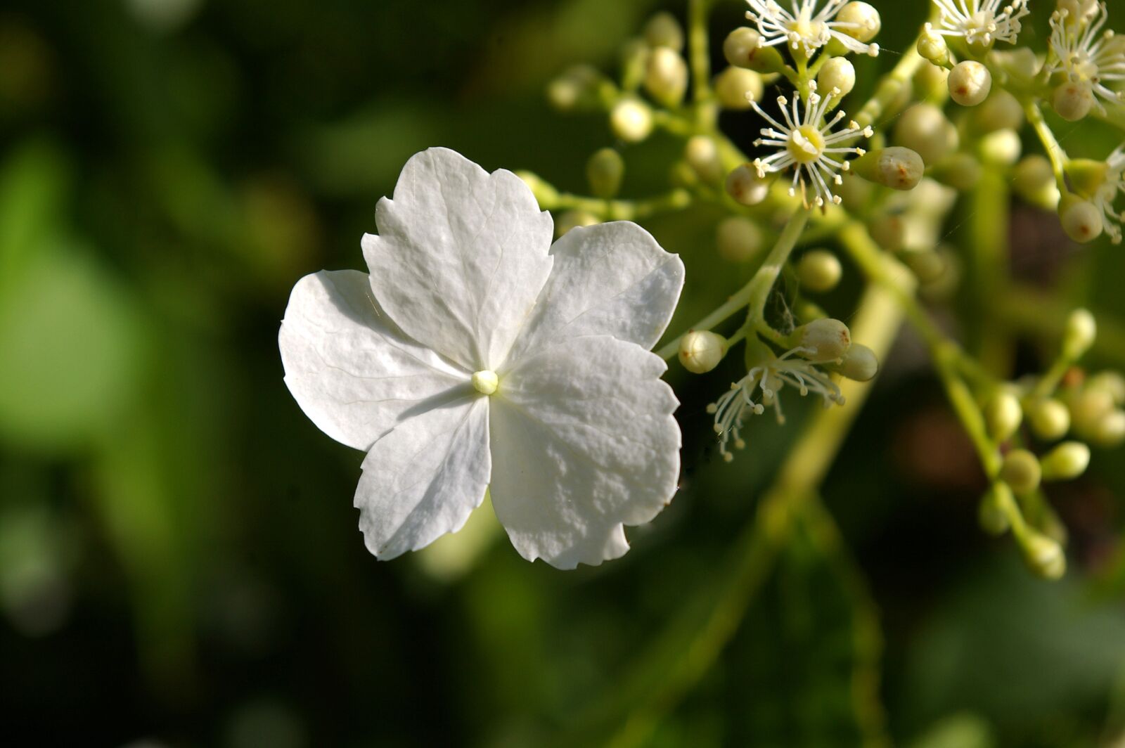 Pentax *ist DL2 sample photo. Climbing, hydrangea, blossom photography