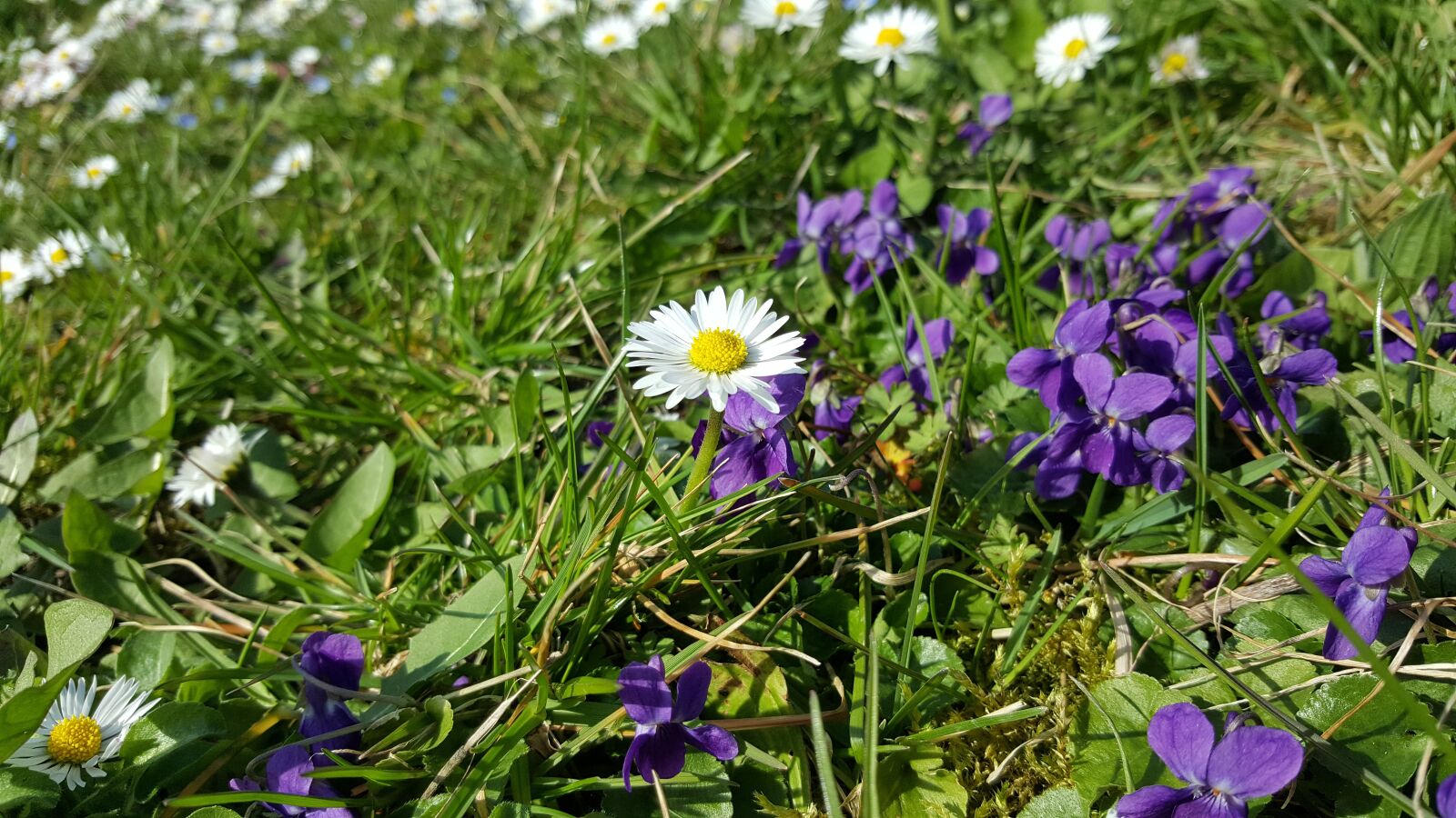 Samsung Galaxy S6 sample photo. Daisy, daisies, spring photography