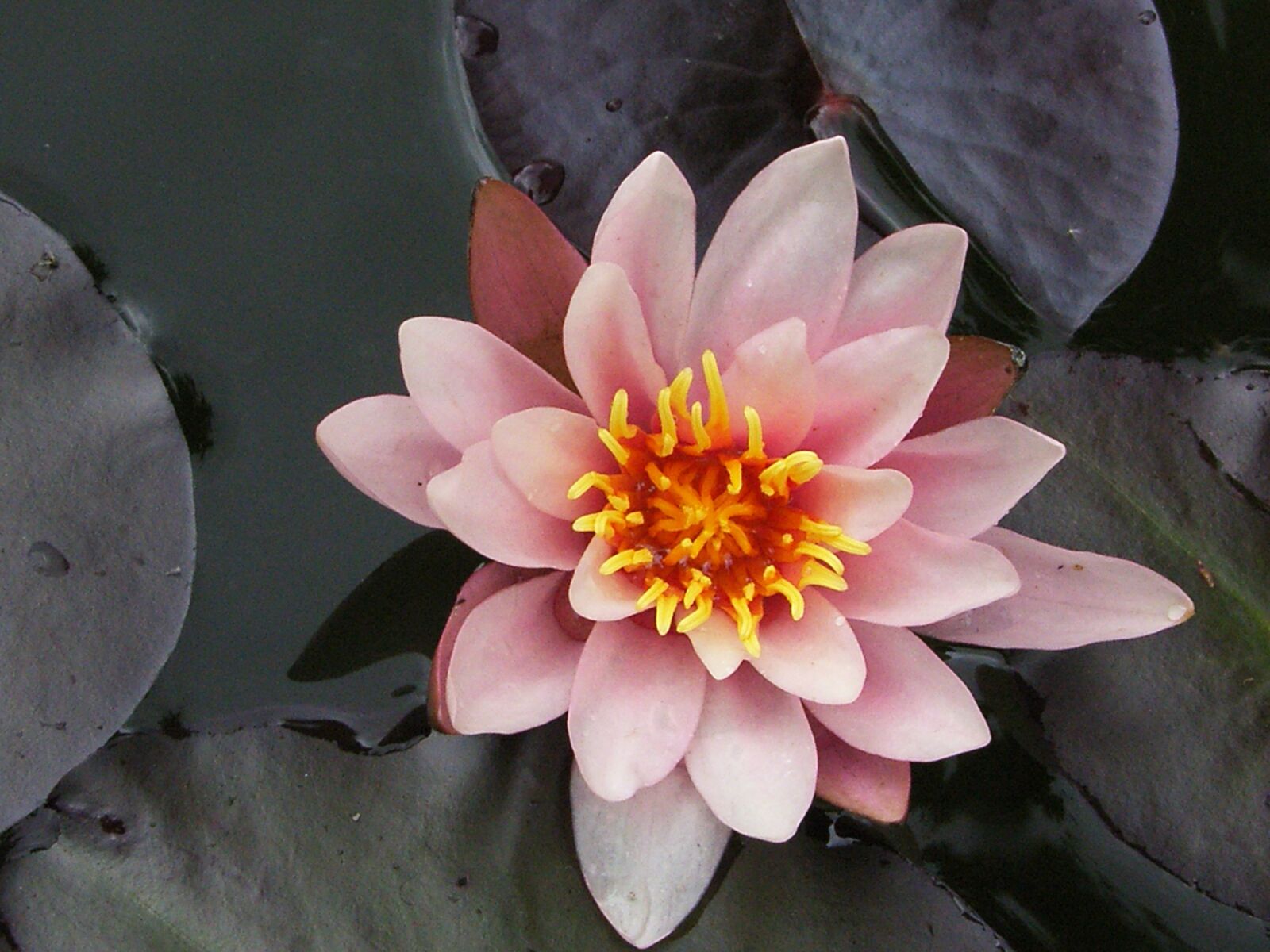 Samsung Pro 815 sample photo. Flower, plant, blossom photography