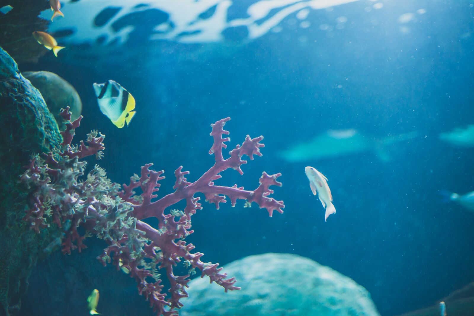 Nikon D610 sample photo. Ocean, fish, coral photography