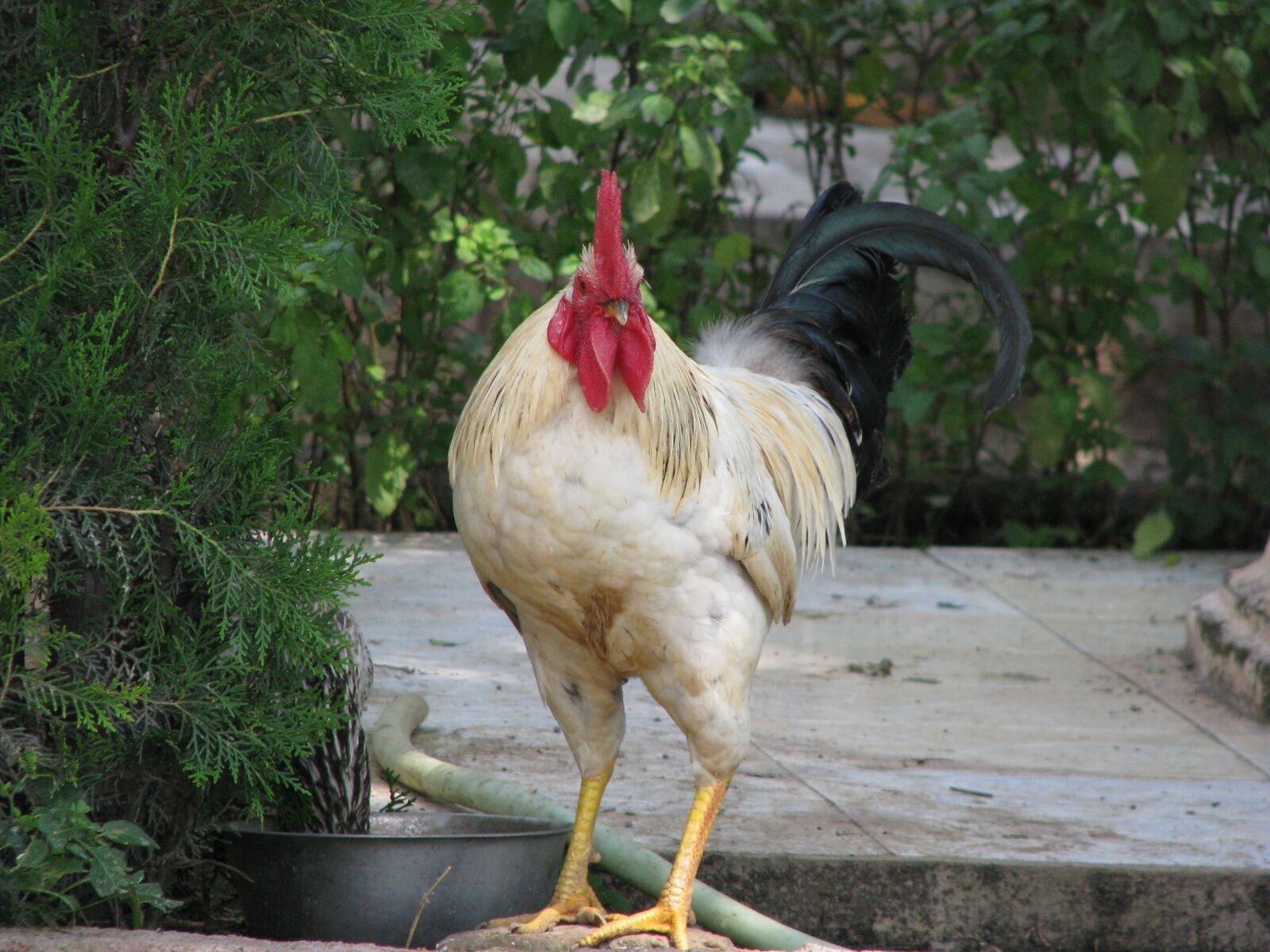 Canon POWERSHOT S5 IS sample photo. Bird, poultry, animal photography
