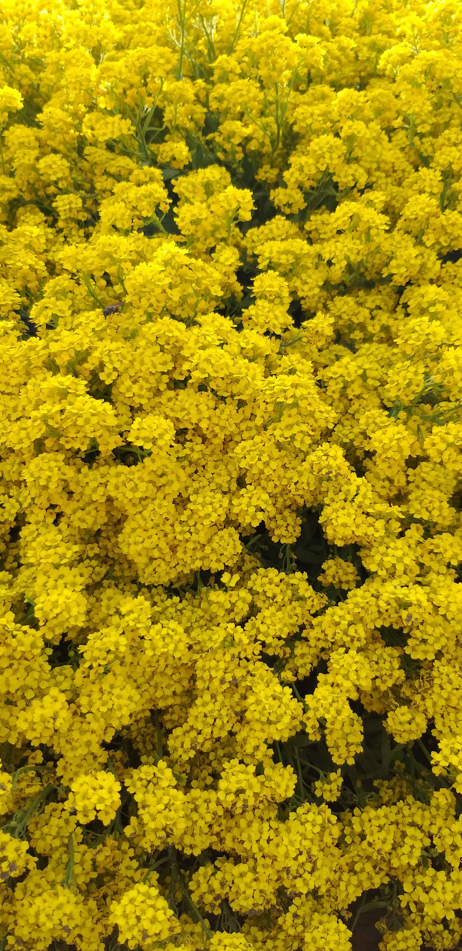 Samsung Galaxy A6+ sample photo. Yellow, flowers, nature photography
