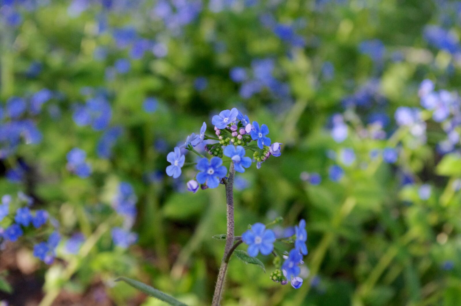 Pentax K-r sample photo. Flower, blue, blossom photography