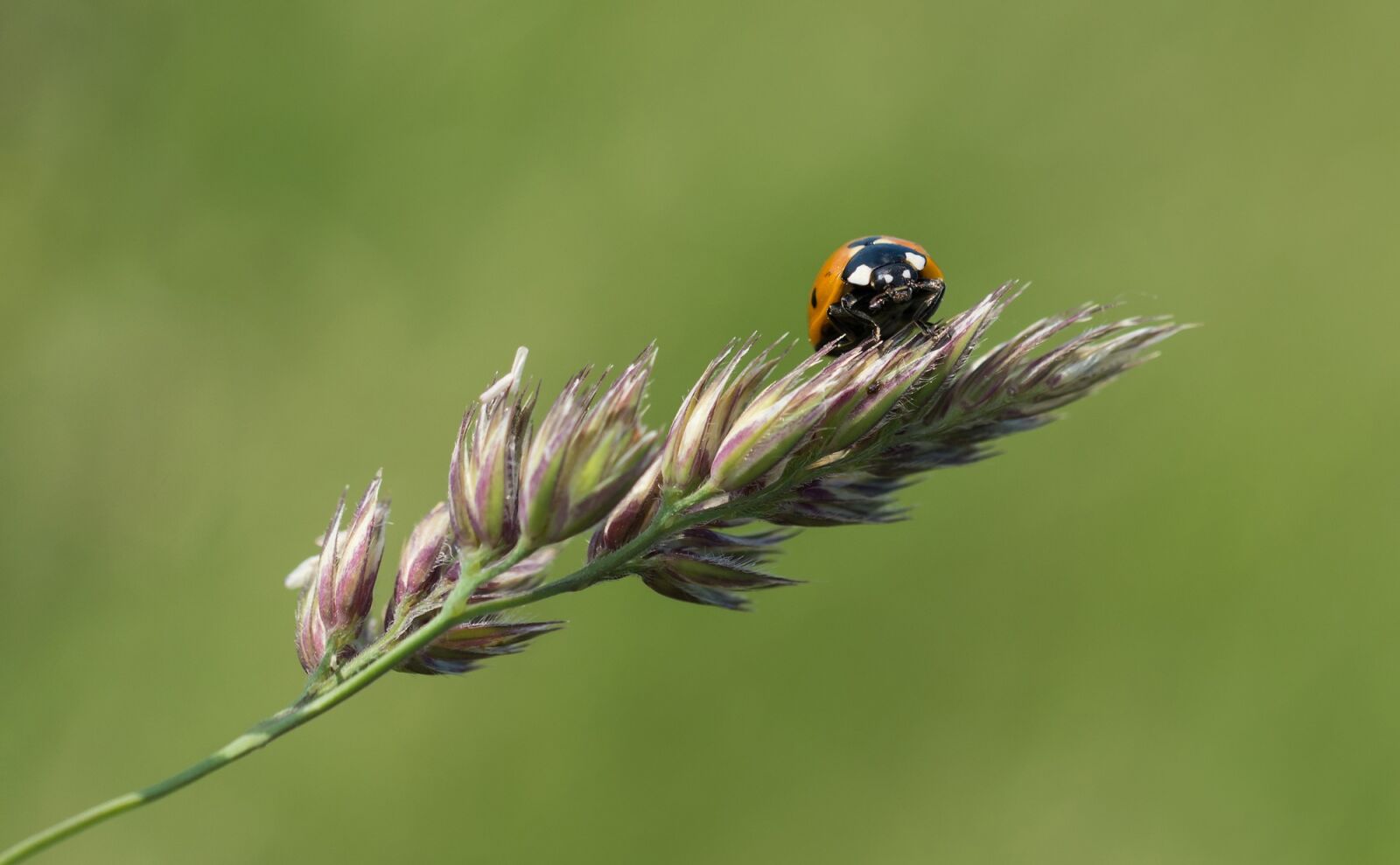 Nikon D7100 sample photo. Ladybug, branch, blossom photography