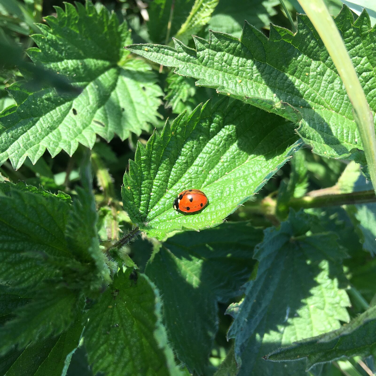 Apple iPhone SE sample photo. Ladybug, nettle, nature photography