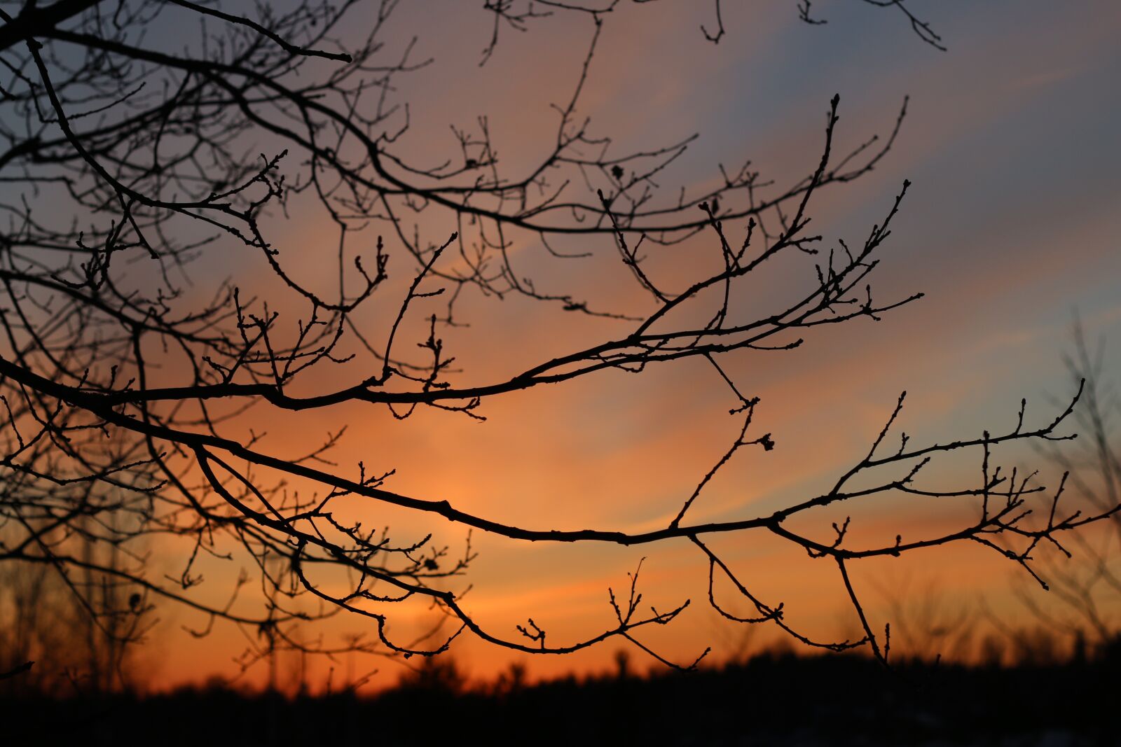 Canon EOS 70D + Canon EF 50mm F1.8 II sample photo. Sunset, branches, sky photography