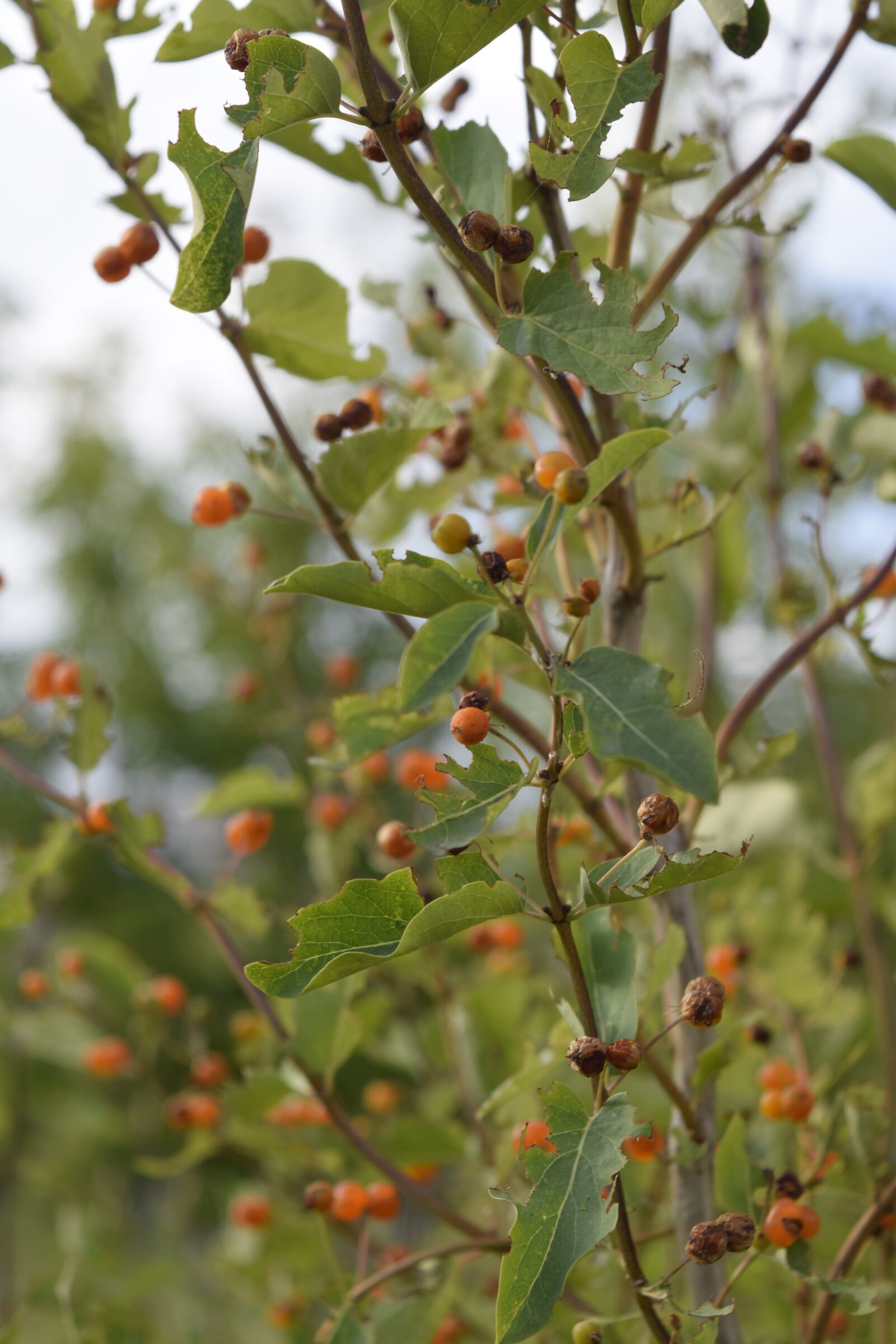 Nikon D3300 sample photo. Grass, berry, nature photography