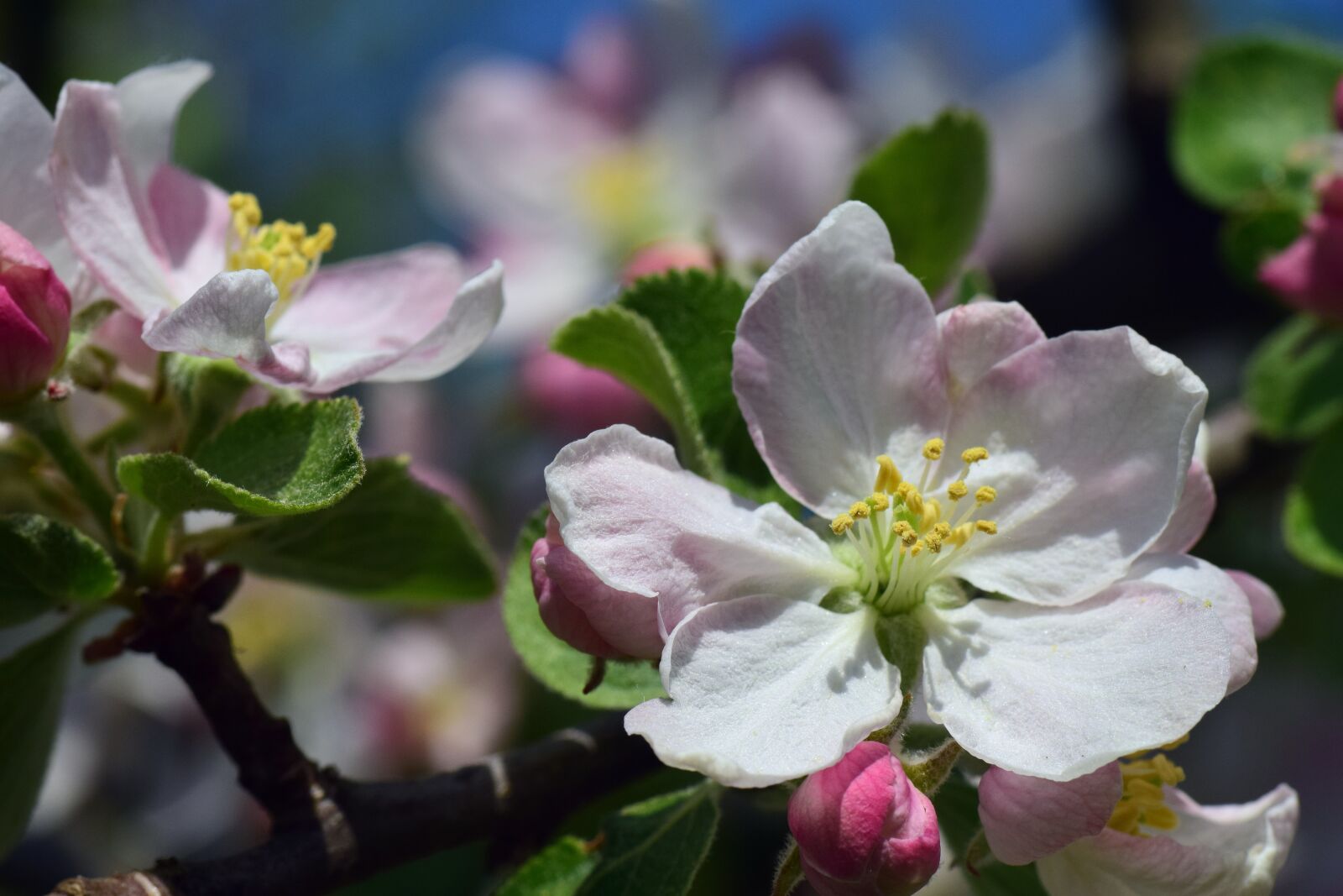 Nikon D3300 sample photo. Apple, apple tree, blossom photography